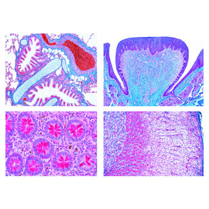 LIEDER Normalna histologia ludzka, 40 preparatów